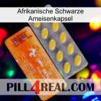 Africa Black Ant Capsule new05